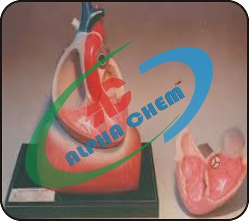 Human Heart Extra Large - PVC, 1:1 Scale, Red, Four-Part Anatomical Model, Educational Tool