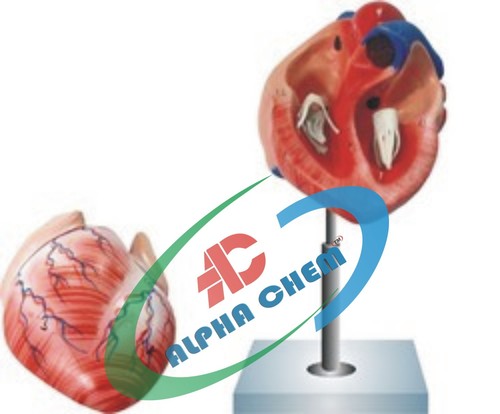 Human Heart model Three times enlarged