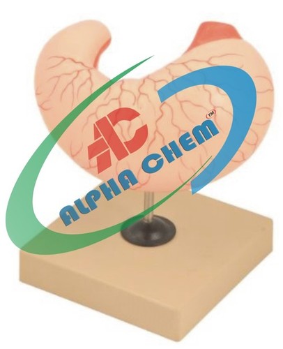 Human Stomach - PVC Plastic, 15-20 cm, Pinkish Beige | Life-Size, Detailed Anatomy, Mounted Stand