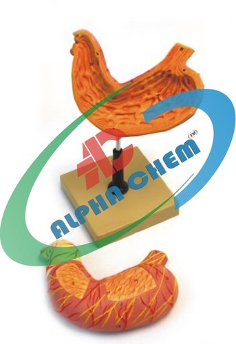 Human Stomach 2 Parts - PVC, 15x10x5 cm, Orange | Removable Front, Detailed Anatomy, Life-Size Educational Model