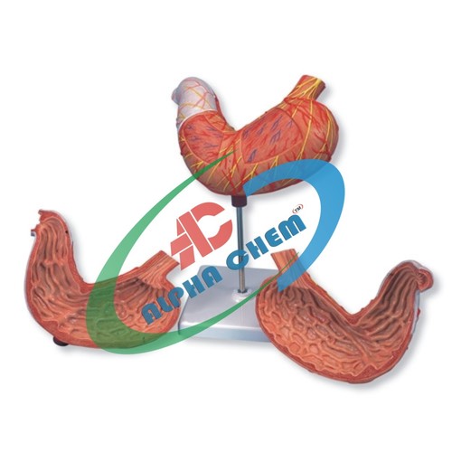 Human Stomach 3 Parts - PVC, 15x10x10 cm, Orange | Life-Size, Removable Section, Detailed Anatomy Model
