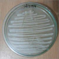 Azospirillum