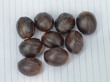Kochukudy - Improved nutmeg variety