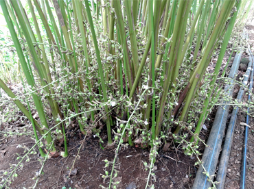ARJUN a Improved Cardamom Variety