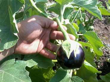 HZKB-1 - Traditional brinjal variety