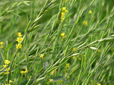 Sitara - Sringar improved mustard variety