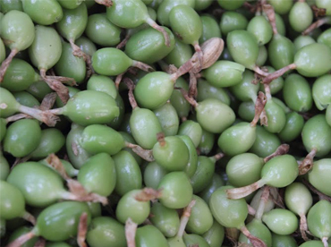 Pappalu - pest toler