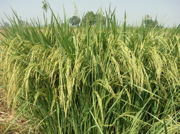 Surjeet Basmati 1- High yielding and salt tolerant paddy variety