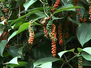 Zion Mundi-Improved Black Pepper Variety