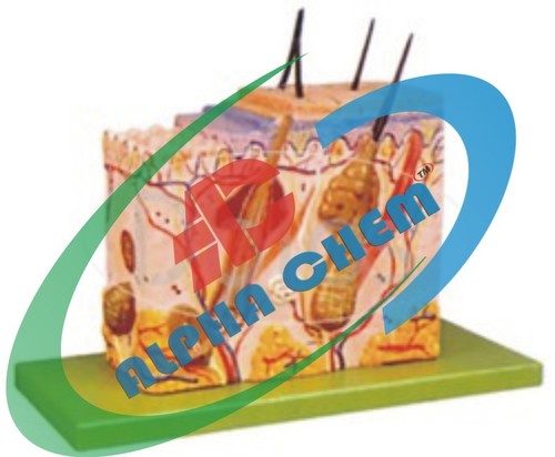 Human Skin Anatomical Model