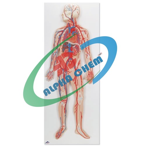 Human Circulatory System