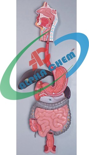 Human Digestive System model
