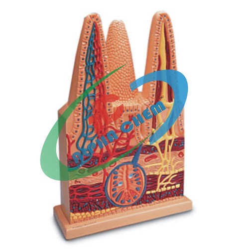 Intestinal Villi model