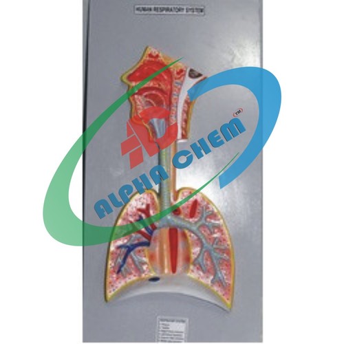 Human Respiratory System Model - PVC, 15x35 Inch, Off-White, 5x Enlarged, Mounted Board, Key Card Included