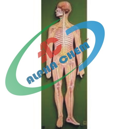 Human Nervous System - Plastic, Life-Size, Beige | Detailed Anatomy, Board Mounted, Educational Model