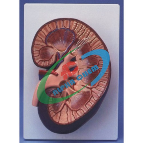 Human Kidney base model