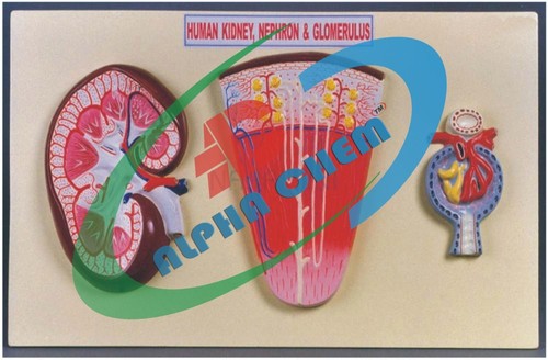 Kidney Section, Nephrons - Plastic, 20-30cm, Red | 3 Models, 3x & 120x Scale, Detailed Anatomy, Educational Tool