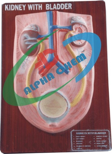 Kidney With Bladder - Pvc Natural Size, Pink | Anatomical Model, Mounted Base, Educational Tool