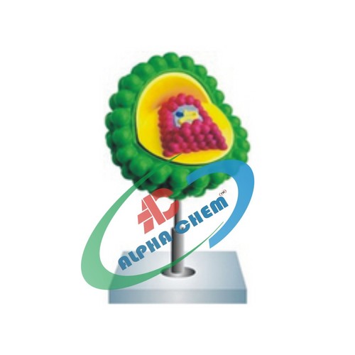 Aids Virus Model