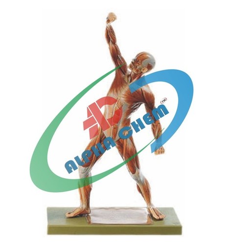 Muscle Figure Model