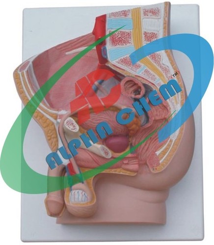 Human Male Pelvis Model