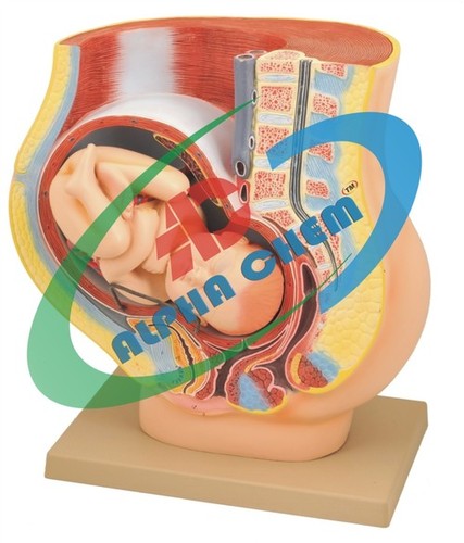 Pregnancy Pelvis with Baby Model