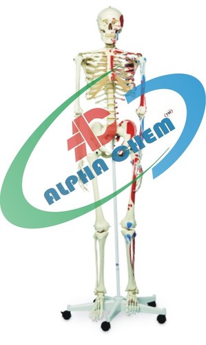 Human Skeleton Model - PVC Plastic, 180cm, Off-White | Life-Size, Articulated, Removable Parts, Detailed Anatomy