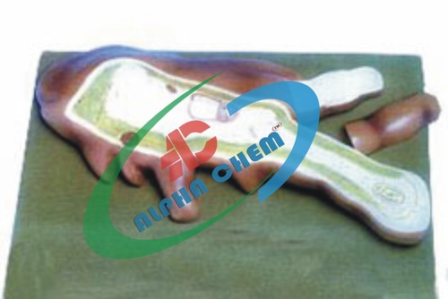 Amoeba Proteus 2 Parts Model