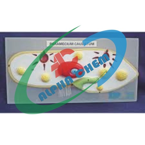 Paramecium Model