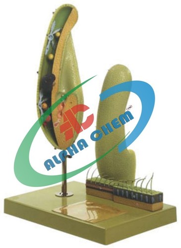 Paramecium 2 Parts Model