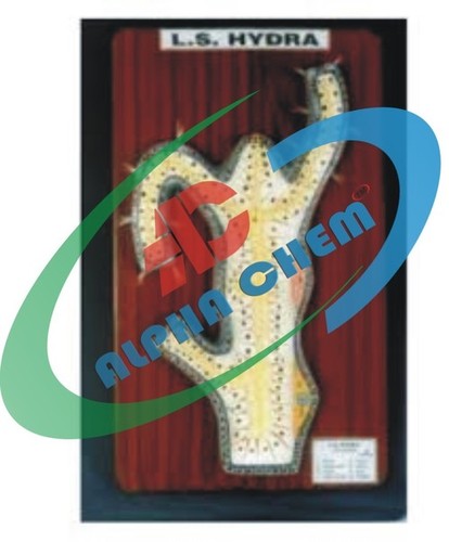 Model Of Hydra