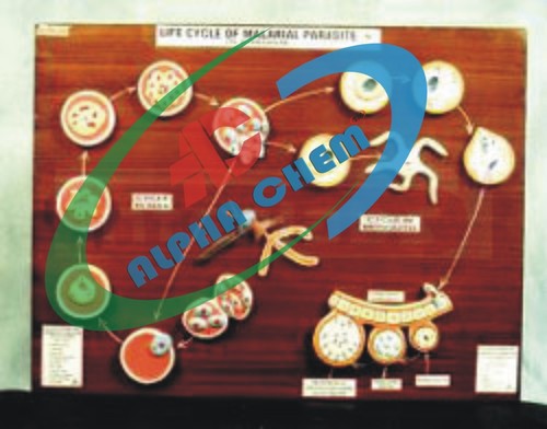 Malarial Parasite Life History Model - Wood & Plastic, 24 Mounted Models | Complete Plasmodium Vivax Cycle Educational Aid