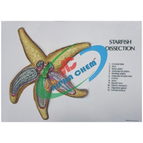 Anatomy Of Starfish
