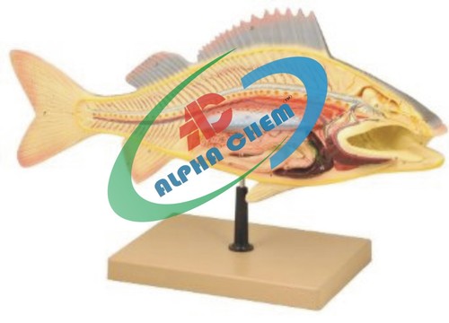 Fish Dissection model