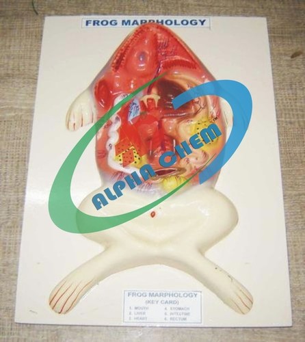 Frog Dissection model