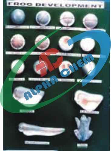 Frog Development Model - Plastic, Large Board, White | 16 Lifecycle Stages, Key Card Educational Aid