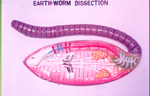 Earthworm Dissection