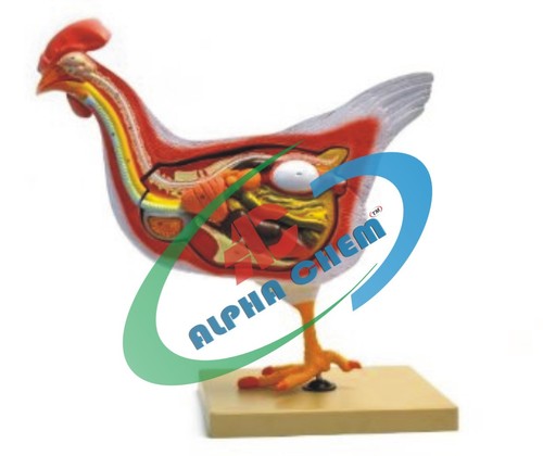 Bird Dissection - PVC Natural Size, Red | Anatomical Detail, Educational Tool, Key Card Included