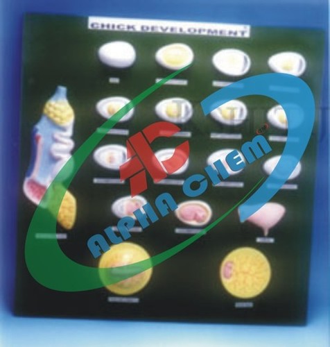 Development Of Chick