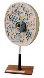 Animal Cell Typical model