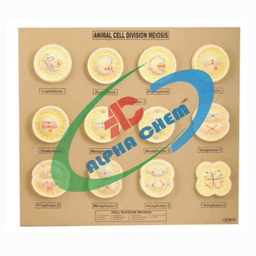 Animal Cell Division