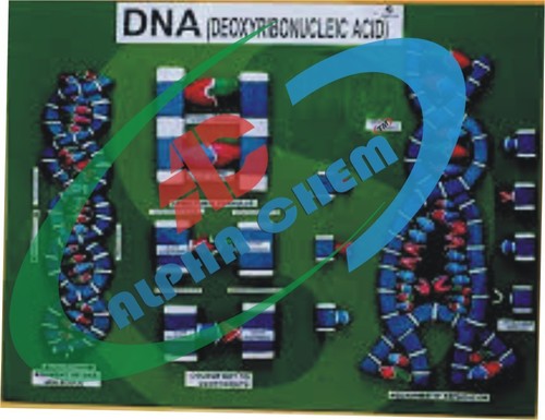 Model Of D.N.A - Cardboard & Plastic, A3 Size, Green | Double Helix, Labeled Nucleotides, Educational Display