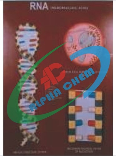 Model Of R.N.A. - Cardboard, 1:100 Scale, Brown | Detailed Labeled RNA Educational Model