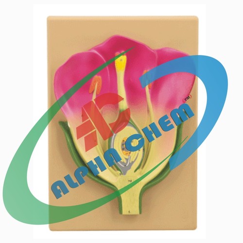 Typical Flower - Plastic, 10x5x2 cm, Pink | Detailed L.S. Model, Mounted Board, Labeled Parts