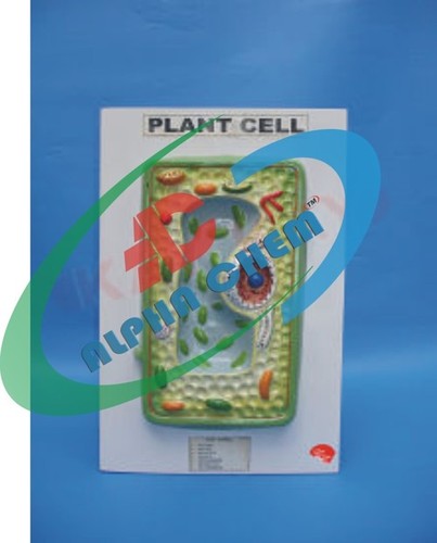 Plant Cell model