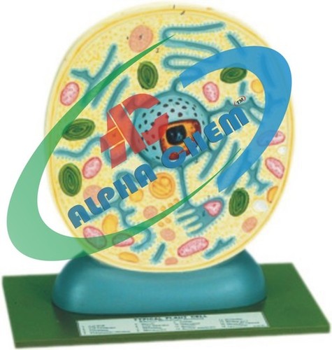 Typical Plant Cell - Plastic, 15-20 cm, Green | Highly Enlarged, Detailed Model, Mounted on Base, Includes Key Card