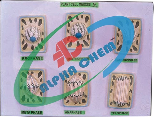 Plant Cell Division Meiosis - Cardboard 20x30 cm White, Six Simplified Models for Education