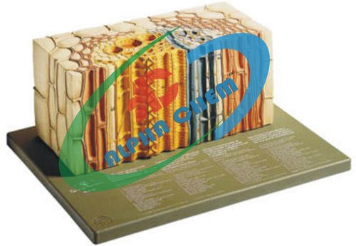 Open Collateral Conducting Bundle of A Dicotyle - PVC, 13x32x26 cm, Multicolor | Detailed Anatomy, Educational Tool, Lifelike Model