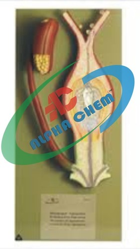 Fertilisation of Angiosperms