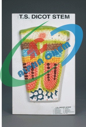 Dicot Stem T. S. model
